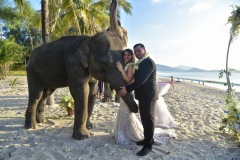 thai_elephant_wedding_04