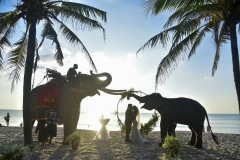 thai_elephant_wedding_06